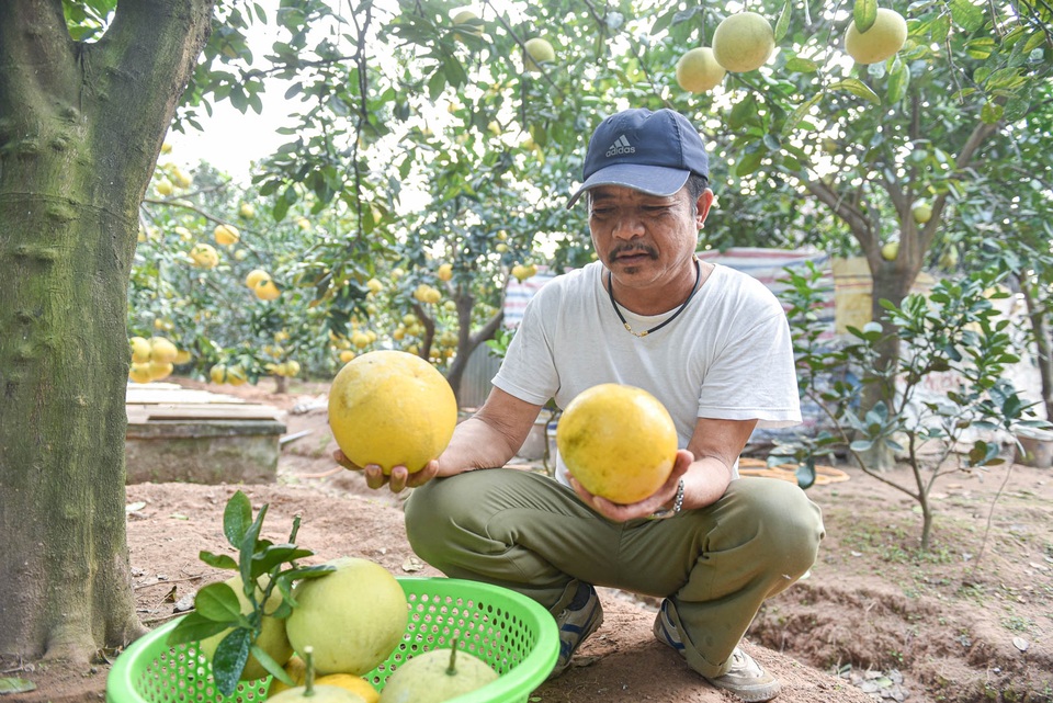 Mục sở thị vườn bưởi Diễn được mùa, kiếm gần 1 tỷ đồng mỗi năm - 9 Mục sở thị vườn bưởi Diễn được mùa, kiếm gần 1 tỷ đồng mỗi năm - 9