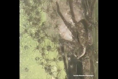 Video 200 nhện thợ săn bò quanh mẹ khổng lồ đòi ăn