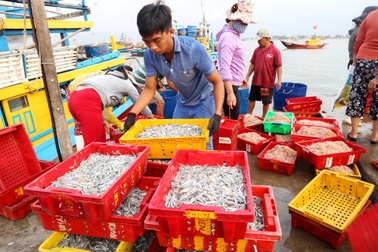 Ngư dân Quảng Nam được mùa cá cơm