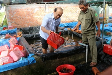 Phát hiện một cơ sở nuôi hơn 7.000 con tôm hùm đỏ