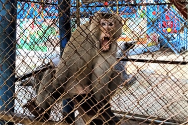 Khu du lịch nổi tiếng Bạc Liêu nuôi nhốt động vật rừng chưa rõ nguồn gốc