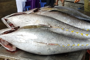 Khánh Hòa: Bỏ Tết để đi biển, ngư dân được "lộc khủng" đầu năm