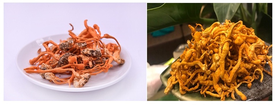 Sự nở rộ của nền công nghiệp Đông Trùng Hạ Thảo của Việt Nam - 3 Sự nở rộ của nền công nghiệp Đông Trùng Hạ Thảo của Việt Nam - 3