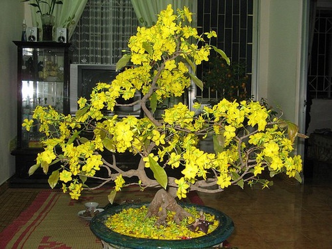 Cây mai trồng chậu chưng trong nhà.