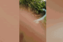 Nhầm cá sấu thật là "hàng giả", du khách nhào xuống suýt bị cắn chết