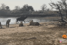 Trâu rừng đơn độc bị hàng chục con sư tử háu đói phục kích, đè ra xẻ thịt