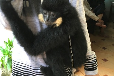 Bàn giao cá thể vượn đen má trắng quý hiếm