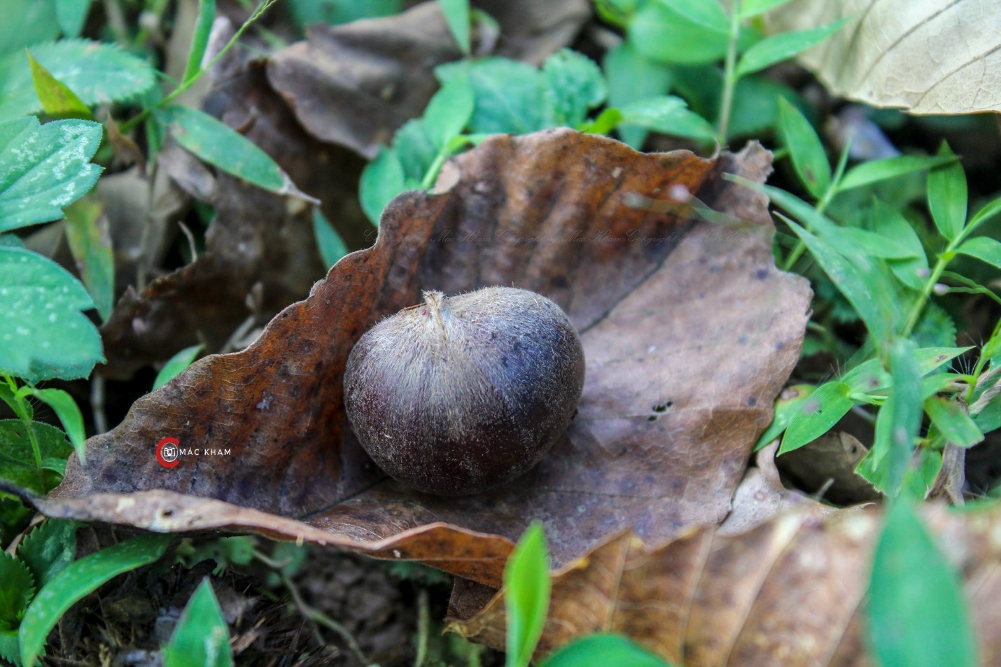 Thủ phủ hạt dẻ ở Cao Bằng vào mùa thu hoạch - 9