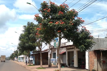 Sò đo cam có phải là "kẻ xâm lăng độc hại"?