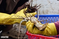 "Nước mắt vịnh tôm hùm" và những vụ mùa tiền tỷ đặt cược vào ông trời