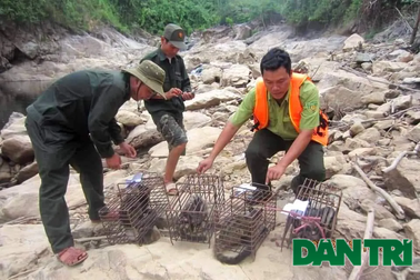 Thả nhiều động vật hoang dã quý hiếm về tự nhiên