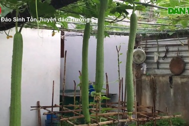 Những vườn rau xanh mướt giữa Trường Sa sóng gió