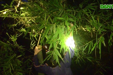 Trẻ em miền núi săn châu chấu để kiếm thêm thu nhập