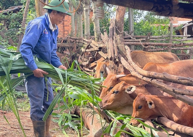 Người dân thoát nghèo nhờ vốn vay từ Ngân hàng chính sách từ chăn nuôi 