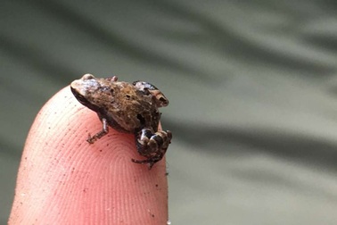 Phát hiện 3 chi ếch tí hon mới ở Madagascar