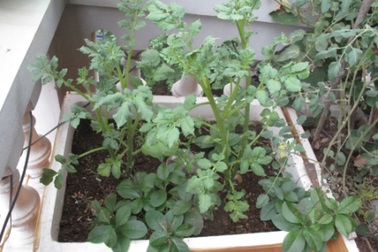 Trồng rau sạch trong thùng xốp: Những khuyến cáo cần biết