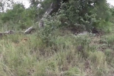 Lợn rừng húc tung báo đốm để cứu con nhưng bất thành