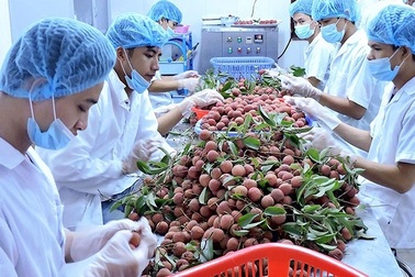 Loạt nông sản vào EU với thuế 0%: Miếng bánh ngon nhưng “không dễ xơi”!