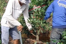 Những "nghệ nhân" bứng mai Tết kiếm tiền triệu mỗi ngày ở Sài Gòn