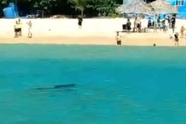 Cá heo bơi lượn tung tăng tại bãi tắm ở biển Quy Nhơn