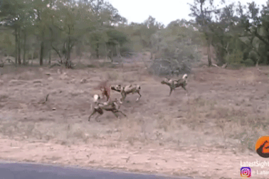 Linh dương tử chiến với chó hoang dù bị xé toạc gần hết