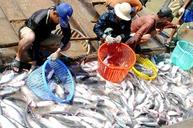 Mỹ giảm thuế chống bán phá giá cá tra