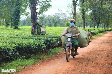 Rộn ràng mùa thu hoạch trên cánh đồng chè trăm tuổi nơi Biển Hồ
