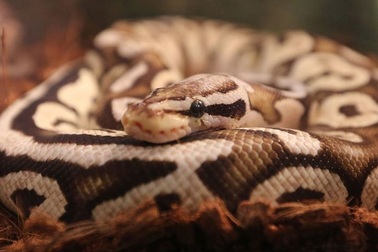 Trăn hoàng gia xổng chuồng, cả vùng được phen khiếp đảm