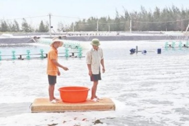 "Thả" 20 tỷ đồng nuôi tôm trên cát, lãi ròng 10 tỷ mỗi vụ