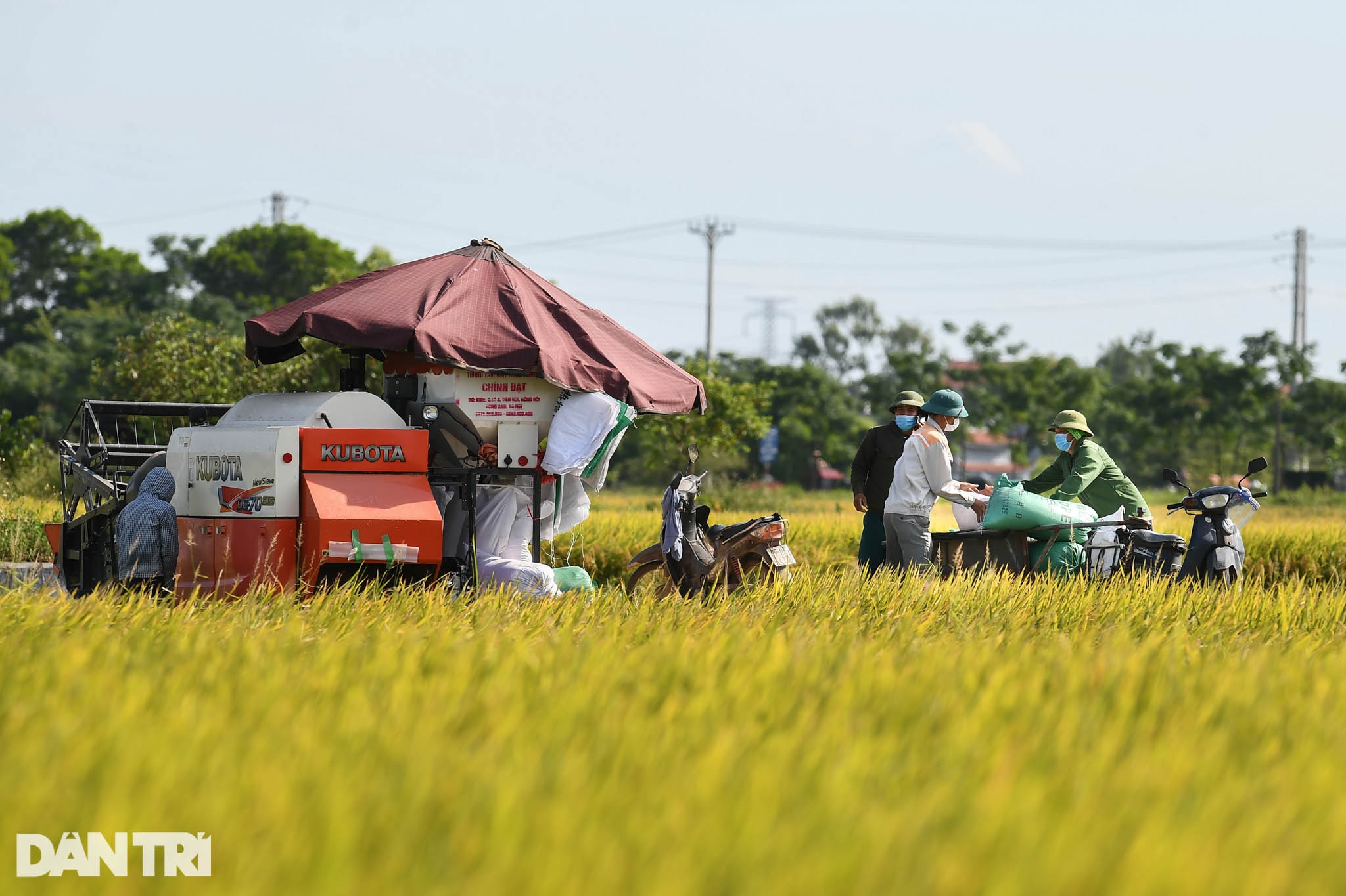 Tâm dịch Bắc Ninh: Nông dân không ra đồng, lúa và hoa màu tự chất đầy nhà - 7 Tâm dịch Bắc Ninh: Nông dân không ra đồng, lúa và hoa màu tự chất đầy nhà - 7