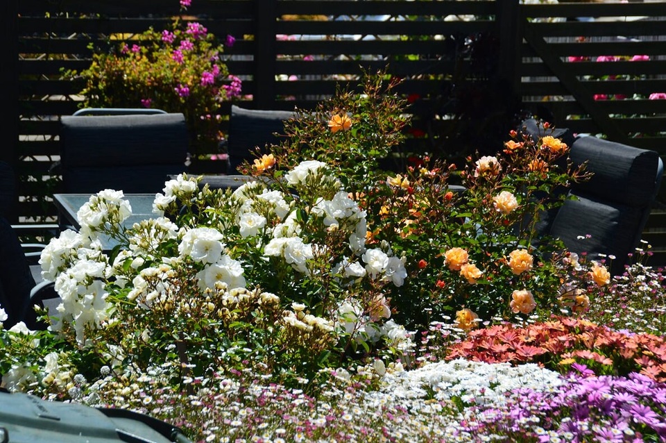 Khu vườn gần 50 loài hoa hồng khoe sắc quanh năm của mẹ Việt ở Úc - 7