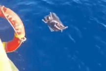 Ngư dân bám miếng mút, lấy đinh móc tay áo trong 24 giờ lênh đênh trên biển