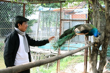 Rộ trào lưu mua chim công về chơi Tết