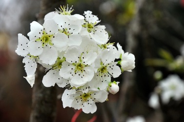 Hết đào rừng, đến lượt lê rừng "đổ bộ" xuống phố