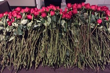 Bà Clinton được tặng 1.200 bông hồng sau thất bại bầu cử