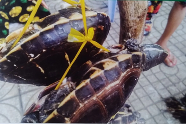 Biến tướng chợ ảo thời 4.0 dẫn đến nhiều loài rùa bị nguy cấp