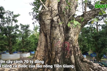 Phá vườn trái cây để trồng tùng kiểng, lão nông miền Tây thành tỷ phú