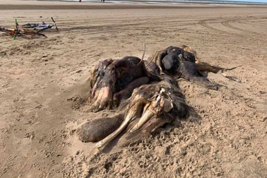 Quái vật khổng lồ dạt vào bờ biển nước Anh