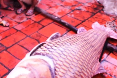 Cá hô “khủng” nặng gần 130kg được bán hơn 162 triệu đồng