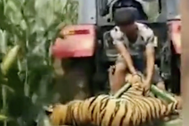 Trung Quốc: Hổ xổng chuồng ngay giữa màn trình diễn, người xem hoảng loạn chạy thoát thân