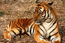 Thú vị nguồn gốc của hổ - loài vật mệnh danh "chúa tể sơn lâm"