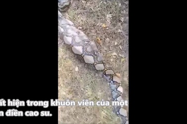 Trăn cỡ lớn được tìm thấy với phần bụng căng tròn sau khi nuốt lợn rừng