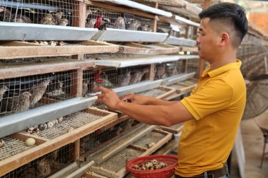 Bỏ nghề lái xe, 9X về khởi nghiệp bằng nghề nuôi chim cút