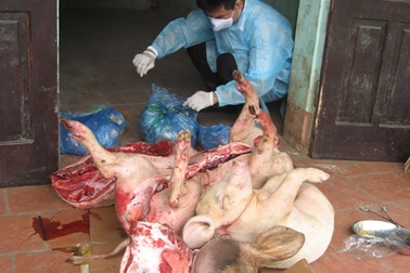 Hà Nội: Rợn người với lợn tai xanh được biến thành đặc sản