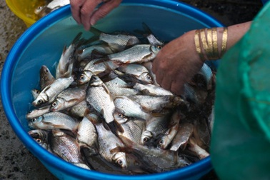 Đội mưa xối xả, người dân đổ xô đi tìm loại đặc sản mùa lũ