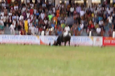 Trâu húc chủ tại vòng loại lễ hội chọi trâu Đồ Sơn