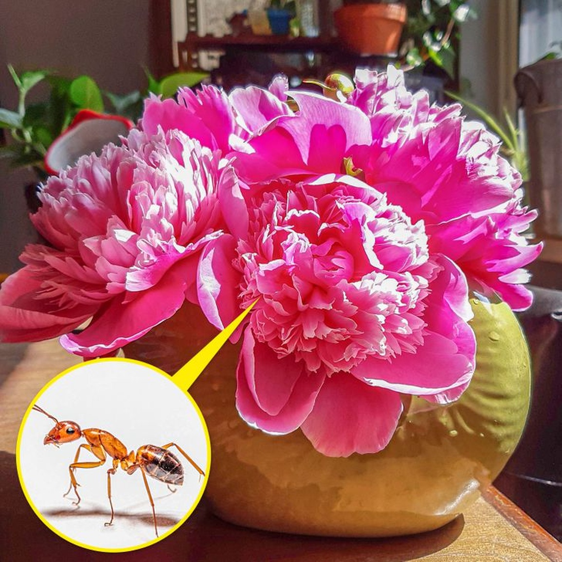 Những lưu ý khi trồng cây xanh trong nhà - 1 Những lưu ý khi trồng cây xanh trong nhà - 1