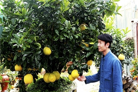 Cây bưởi ngũ phúc trăm quả 150 triệu không bán