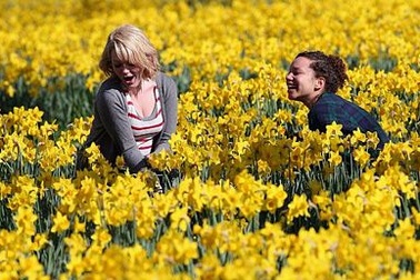 Chùm ảnh: Xứ sở sương mù ngập tràn sắc xuân