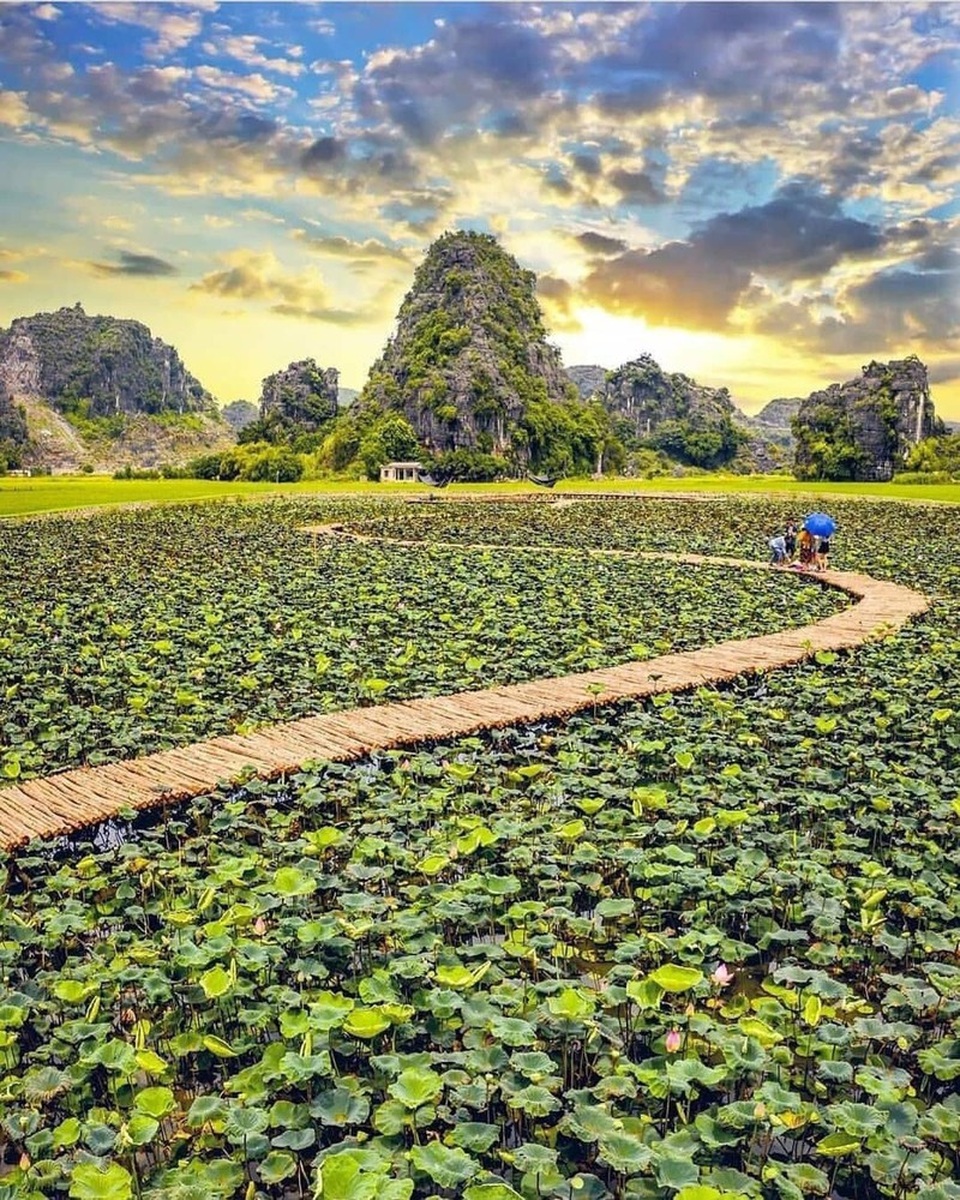 Phượng mọc giữa nhà gỗ, hồ sen nở rộ gây sốt ở “thánh địa sống ảo“ - 4 Phượng mọc giữa nhà gỗ, hồ sen nở rộ gây sốt ở “thánh địa sống ảo“ - 4